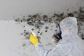 Best Mold Odor Removal Services in Jefferson, IA